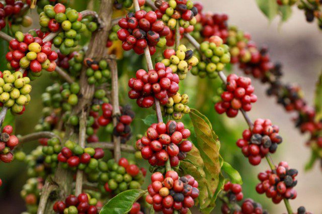 Concurso premia cafés robustas da Amazônia em Rondônia com inscrições até 28 de agosto