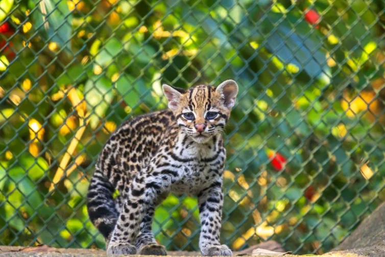 Filhote de jaguatirica resgatada em Tefé já pode ser vista em zoológico de São Paulo