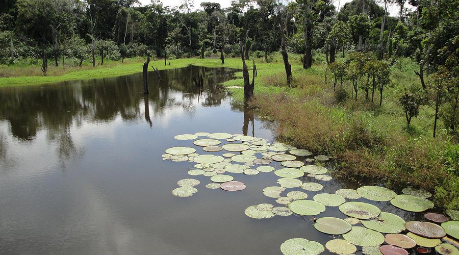 Parque Ecológico Janauari proporciona experiência de contato com a natureza em Iranduba