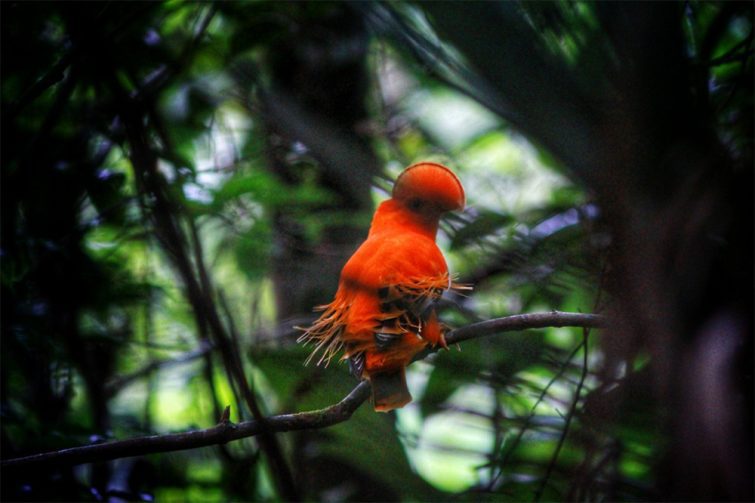Presidente Figueiredo se consolida como destino para observação de aves no Amazonas