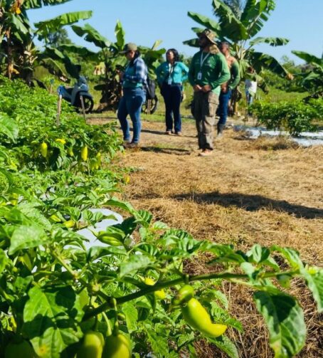 Produtores da Vila Amazônia, em Parintins, recebem orientação técnica