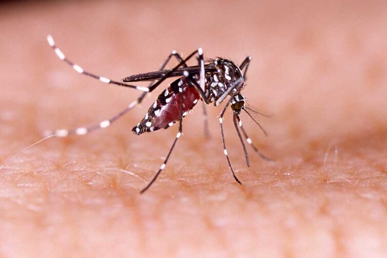 Dengue, zika, chikungunya e Oropouche: veja como se prevenir em Roraima