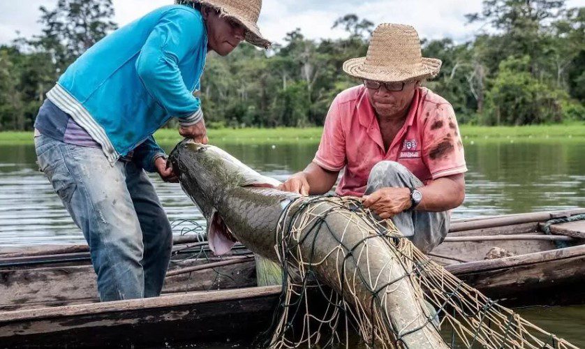 Marinha do Brasil abre oportunidade para produtores de pirarucu em Manaus
