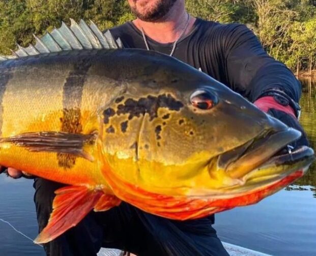 4º Festival de Pesca Esportiva ao Tucunaré em Caroebe será realizado em setembro