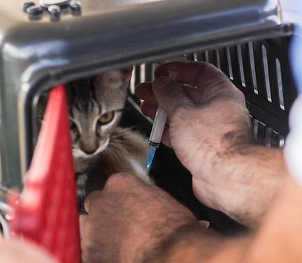 Campanha de Vacinação Antirrábica em Cruzeiro do Sul tem meta de vacinar cerca de 13 mil animais