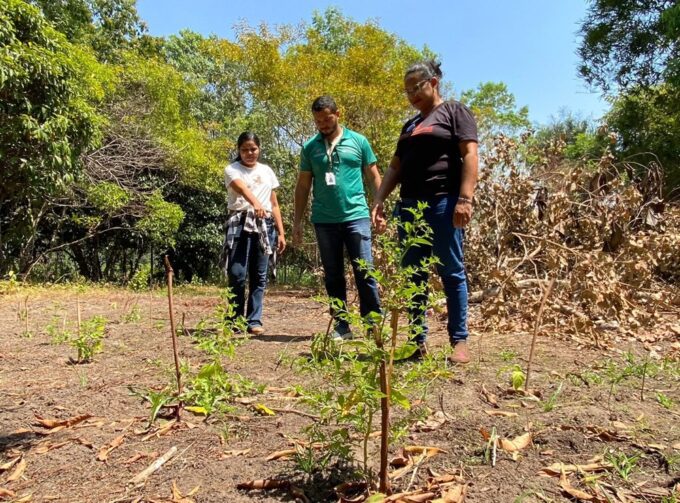 Em Parintins, produtor aposta na diversificação de cultivo e criação