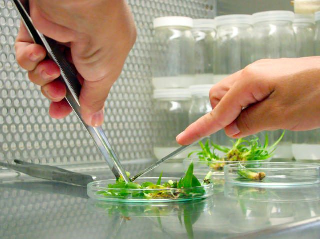 Embrapa Roraima realiza treinamento em Cultura de Tecidos Vegetais