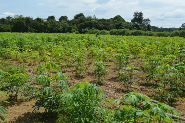 Mãos da Terra abre inscrições para agricultores de oito municípios no Amazonas