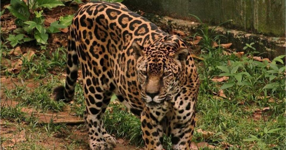 Onça-pintada brasileira é reconhecida como a mais velha do mundo
