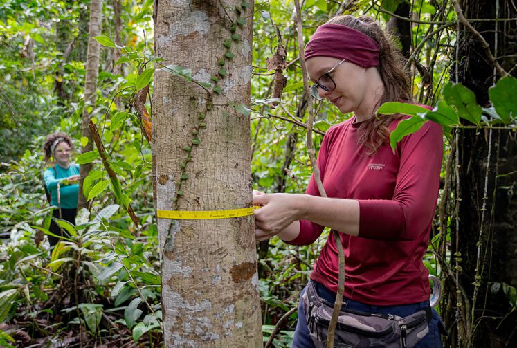 Instituto Mamirauá abre seleção para 21 bolsas de pesquisa na Amazônia