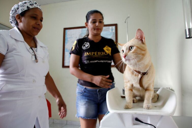 Na zona Leste, castramóvel Caramelo abre vagas para castração de cães e gatos em Manaus