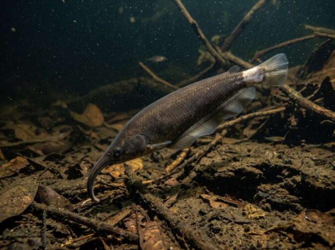 Nova espécie de peixe elétrico descoberta no Rio Tefé